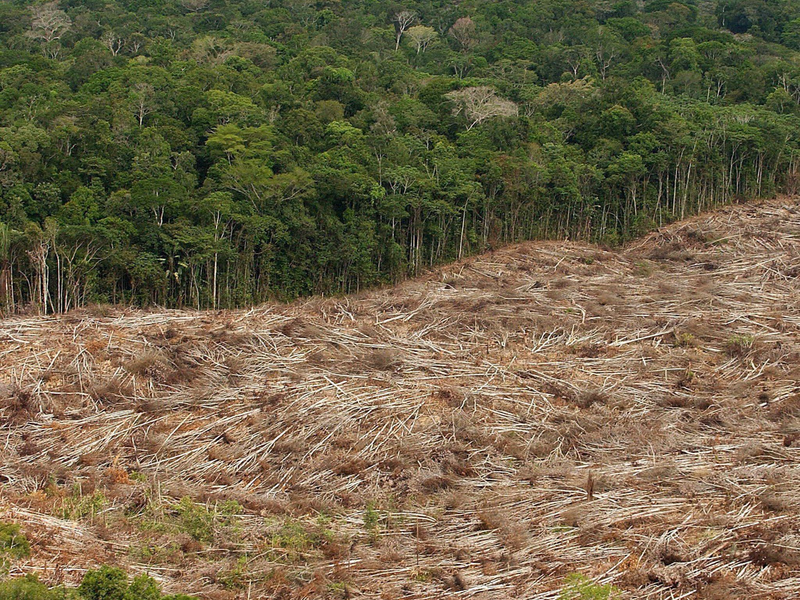 Gefällte Bäume liegen am Rande des Urwaldes in der Amazonasregion in Brasilien. - Foto: Marcelo Sayao/EFE/dpa