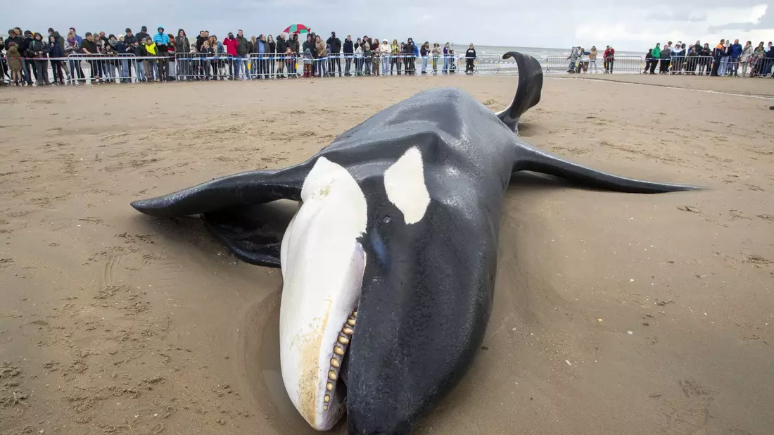 Der gestrandete Orca an der Küste von Koksijde sieht sehr mager aus. - Bild: Nicolas Maeterlinck/Belga/dpa