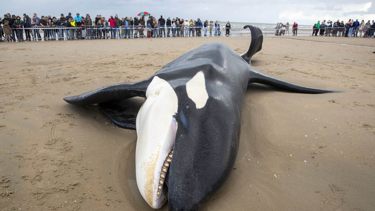 Der gestrandete Orca an der Küste von Koksijde sieht sehr mager aus. - Foto: Nicolas Maeterlinck/Belga/dpa
