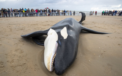 Der gestrandete Orca an der Küste von Koksijde sieht sehr mager aus. - Foto: Nicolas Maeterlinck/Belga/dpa