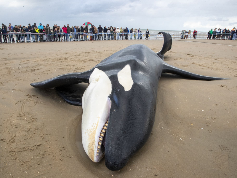 Der gestrandete Orca an der Küste von Koksijde sieht sehr mager aus. - Foto: Nicolas Maeterlinck/Belga/dpa