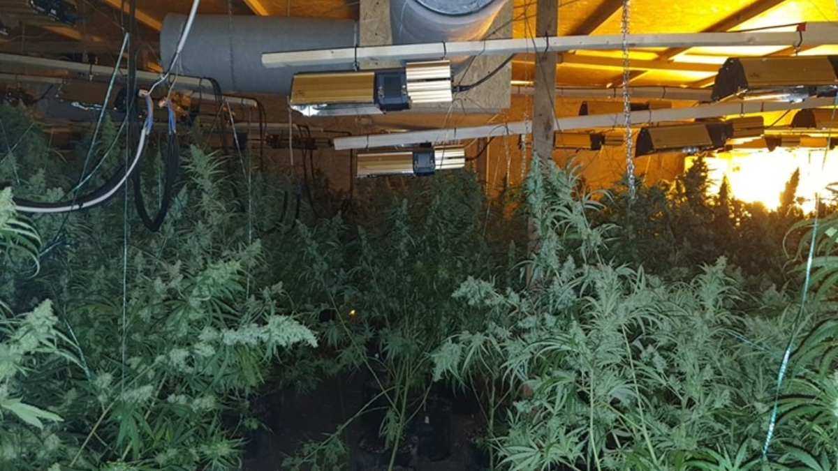 POL-PDPS: Gemeinsame Pressemitteilung der Staatsanwaltschaft Zweibrücken und der Polizeidirektion Pirmasens - Zwei Rauschgiftplantagen ausgehoben mit bislang 6 Festnahmen - Foto: presseportal.de