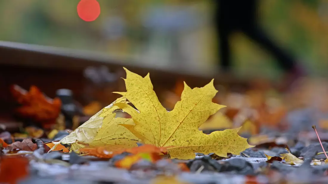 Farbenfroh - aber auch rekordverdächtig bei Niederschlägen und Temperaturen: So lässt sich der Oktober in Deutschland zusammenfassen. - Bild: Matthias Bein/dpa