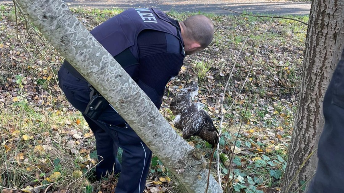 POL-Bremerhaven: Aus Maschendrahtzaun befreit: Polizei rettet verletzten Greifvogel - Foto: presseportal.de