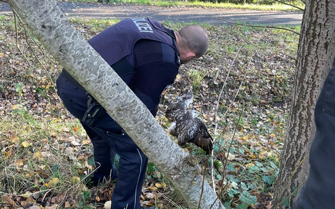 POL-Bremerhaven: Aus Maschendrahtzaun befreit: Polizei rettet verletzten Greifvogel - Foto: presseportal.de