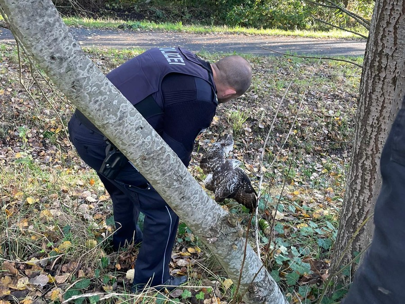 POL-Bremerhaven: Aus Maschendrahtzaun befreit: Polizei rettet verletzten Greifvogel - Foto: presseportal.de