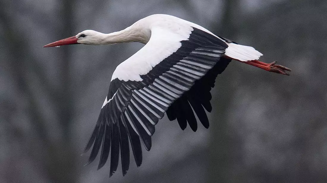 Ein Storch fliegt bei Temperaturen von knapp über null Grad über einen Acker. Manche Weißstörche überwintern auch in Deutschland. - Bild: Niels Babbel/dpa