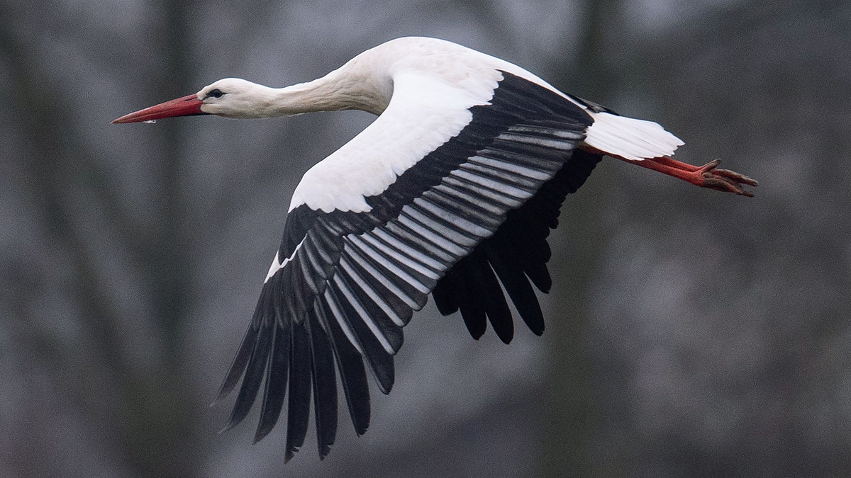 Ein Storch fliegt bei Temperaturen von knapp über null Grad über einen Acker. Manche Weißstörche überwintern auch in Deutschland. - Foto: Niels Babbel/dpa
