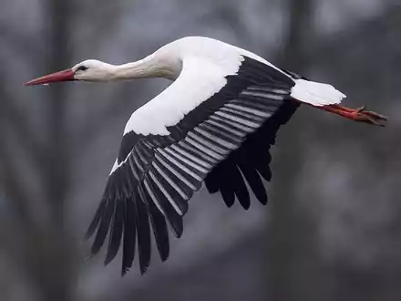 Ein Storch fliegt bei Temperaturen von knapp über null Grad über einen Acker. Manche Weißstörche überwintern auch in Deutschland. - Foto: Niels Babbel/dpa