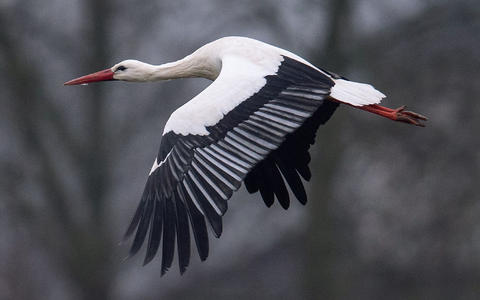 Ein Storch fliegt bei Temperaturen von knapp über null Grad über einen Acker. Manche Weißstörche überwintern auch in Deutschland. - Foto: Niels Babbel/dpa Ein Storch fliegt bei Temperaturen von knapp über null Grad über einen Acker. Manche Weißstörche überwintern auch in Deutschland. - Foto: Niels Babbel/dpa