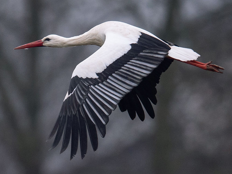 Ein Storch fliegt bei Temperaturen von knapp über null Grad über einen Acker. Manche Weißstörche überwintern auch in Deutschland. - Foto: Niels Babbel/dpa