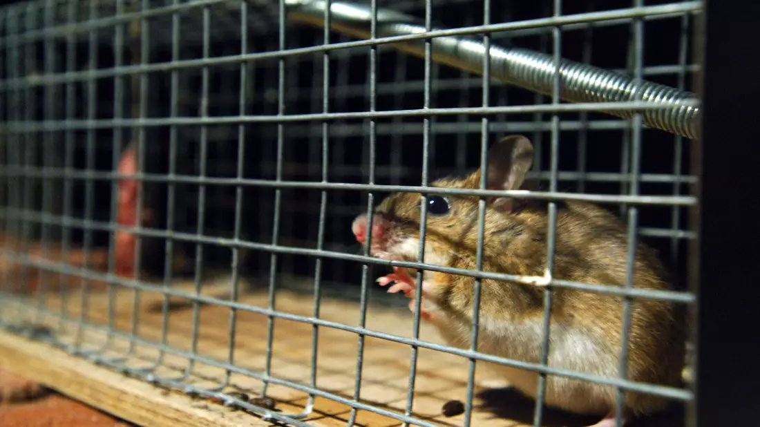 Eine gefangene Maus sitzt in einer Lebendfalle. US-Forscher wären an ihr wohl interessiert. - Bild: Wolfgang Langenstrassen/dpa