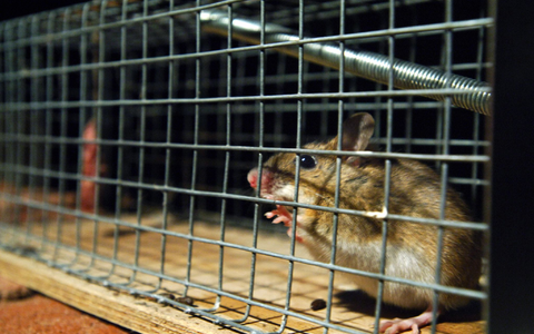 Eine gefangene Maus sitzt in einer Lebendfalle. US-Forscher wären an ihr wohl interessiert. - Foto: Wolfgang Langenstrassen/dpa