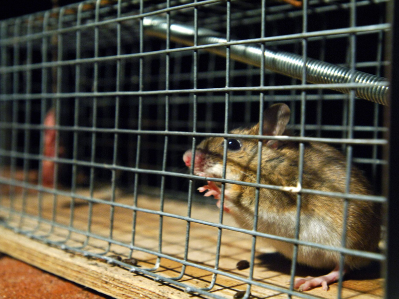 Eine gefangene Maus sitzt in einer Lebendfalle. US-Forscher wären an ihr wohl interessiert. - Foto: Wolfgang Langenstrassen/dpa