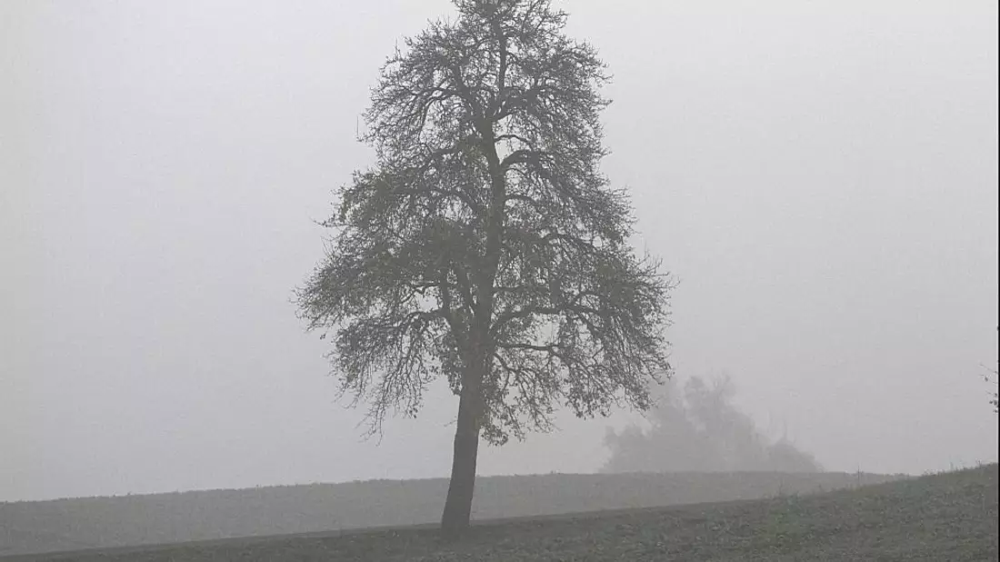 Baum (Archiv) - Bild: über dts Nachrichtenagentur