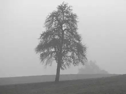 Baum (Archiv) - Foto: über dts Nachrichtenagentur