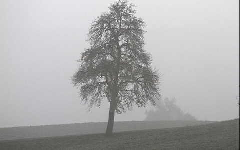 Baum (Archiv) - Foto: über dts Nachrichtenagentur