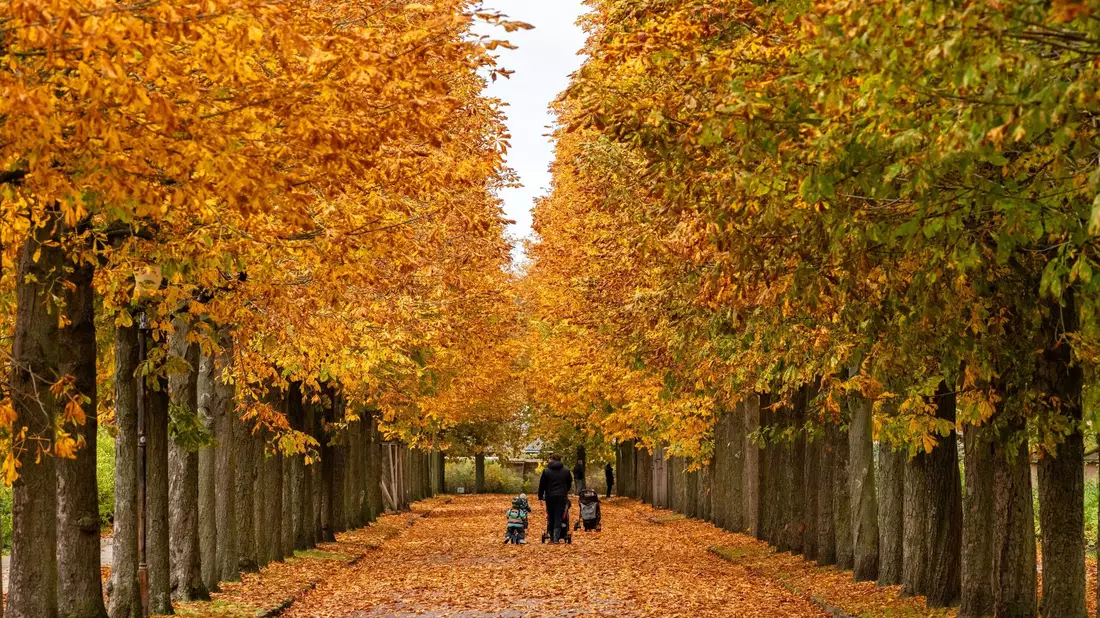 Spaziergänger genießen die Farben der Kastanienblätter im Park Sanssouci in Potsdam. - Bild: Georg Moritz/dpa