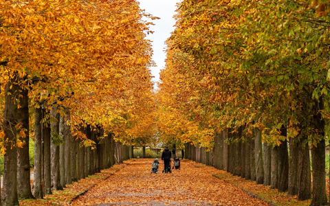 Spaziergänger genießen die Farben der Kastanienblätter im Park Sanssouci in Potsdam. - Foto: Georg Moritz/dpa