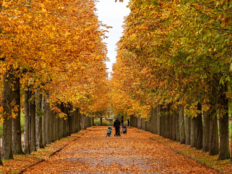 Spaziergänger genießen die Farben der Kastanienblätter im Park Sanssouci in Potsdam. - Foto: Georg Moritz/dpa