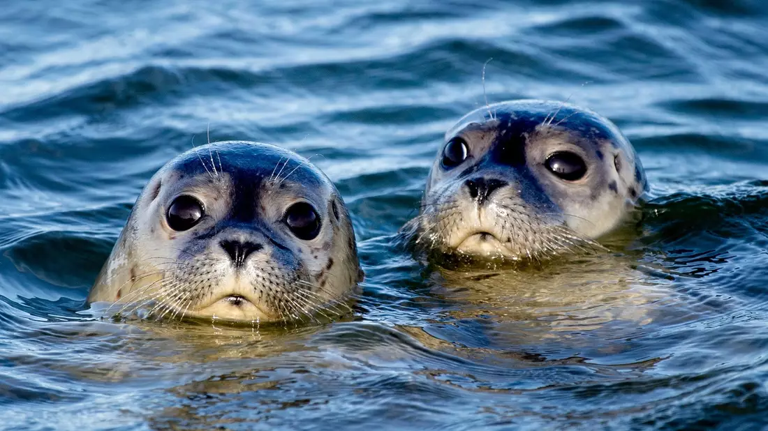 Zwei Seehunde schwimmen am Ostende der Insel Juist in der Nordsee. - Bild: Hauke-Christian Dittrich/dpa