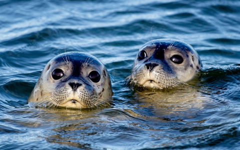 Zwei Seehunde schwimmen am Ostende der Insel Juist in der Nordsee. - Foto: Hauke-Christian Dittrich/dpa