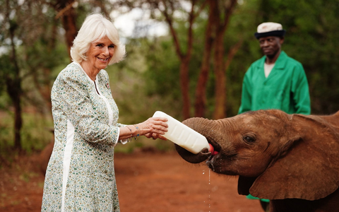 Königin Camilla (l) fĂŒttert ein Elefantenbaby beim Besuch im Nairobi-Nationalpark. - Foto: Victoria Jones/PA Wire/dpa Königin Camilla (l) fĂŒttert ein Elefantenbaby beim Besuch im Nairobi-Nationalpark. - Foto: Victoria Jones/PA Wire/dpa