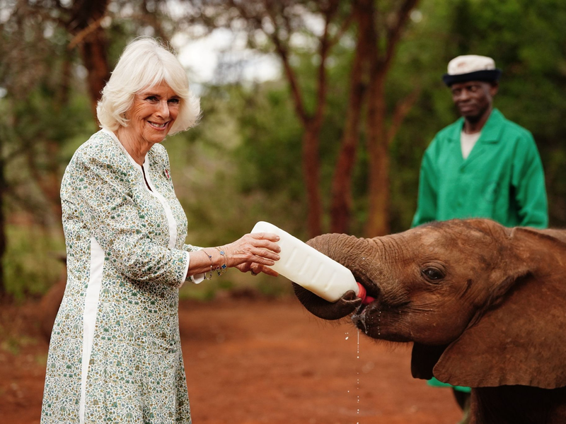 Königin Camilla (l) füttert ein Elefantenbaby beim Besuch im Nairobi-Nationalpark. - Foto: Victoria Jones/PA Wire/dpa