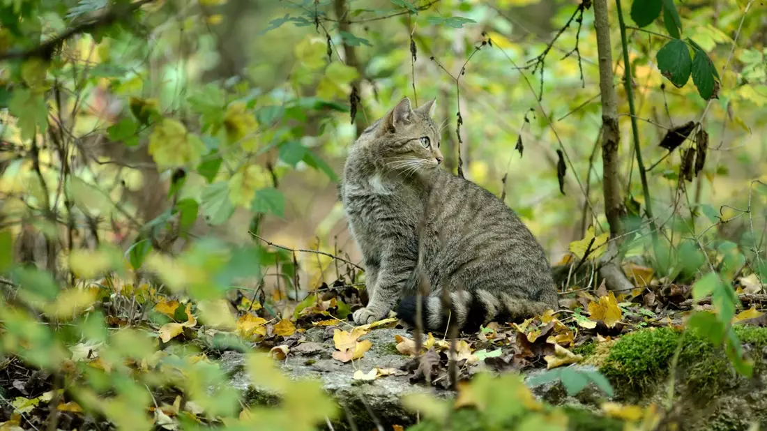 Wildkatze gewinnt Lebensräume zurück / Neue Nachweise der gefährdeten Art in mehreren Bundesländern - Bild: presseportal.de