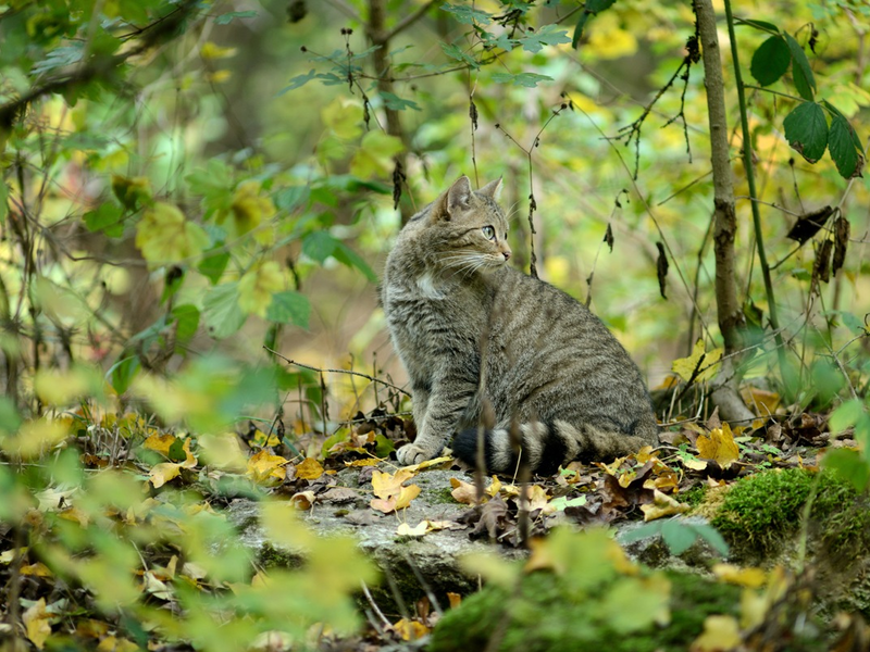 Wildkatze gewinnt Lebensräume zurück / Neue Nachweise der gefährdeten Art in mehreren Bundesländern - Foto: presseportal.de