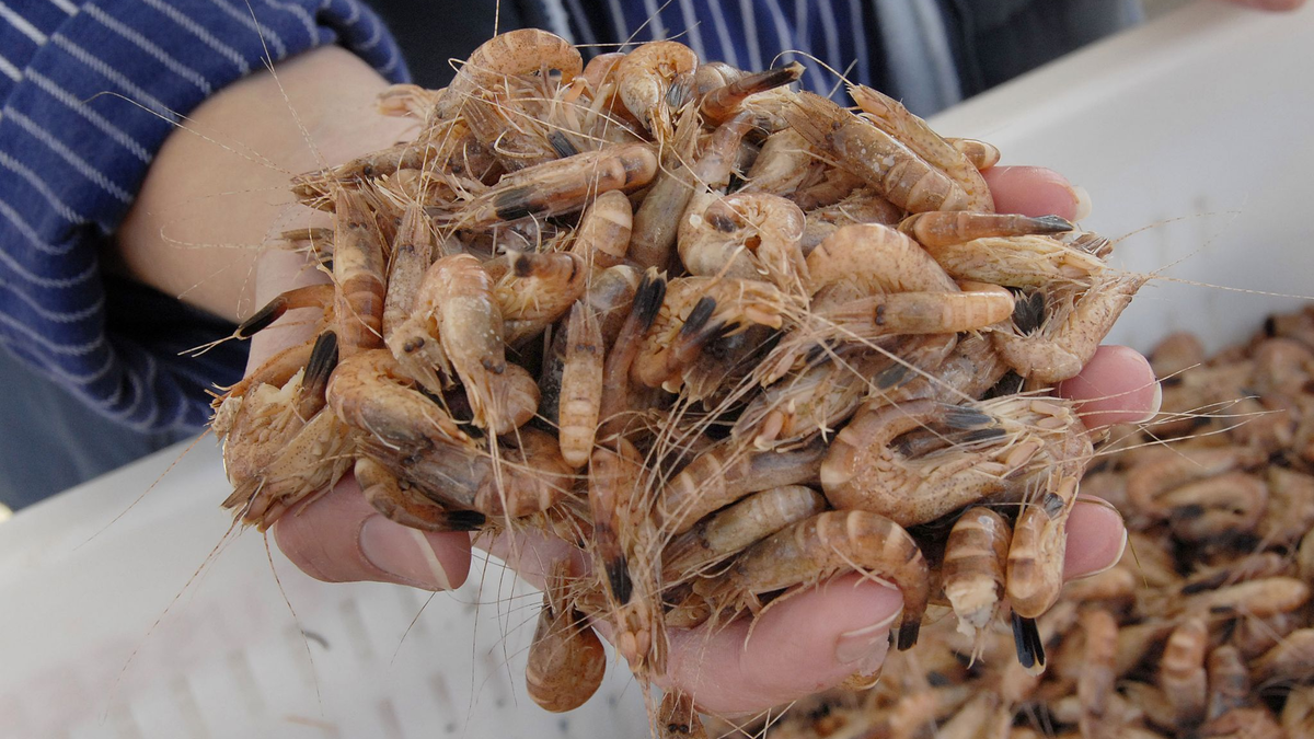 Die Nordseekrabbe wird auch als der «kleinste Hummer der Welt» bezeichnet. - Foto: Christian Hager/dpa