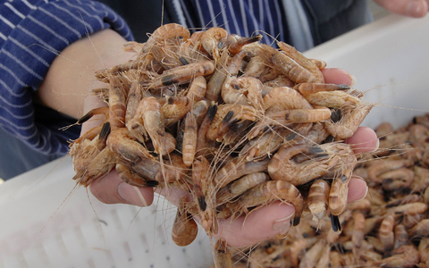 Die Nordseekrabbe wird auch als der «kleinste Hummer der Welt» bezeichnet. - Foto: Christian Hager/dpa