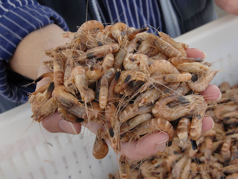Die Nordseekrabbe wird auch als der «kleinste Hummer der Welt» bezeichnet. - Foto: Christian Hager/dpa