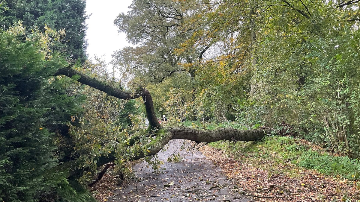 FW Alpen: Baum auf Straße - Foto: presseportal.de