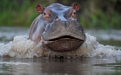 Angesichts der ungebremsten Ausbreitung der Nachkommen von Escobars Nilpferden in Kolumbien suchten Behörden und Institutionen nach einer gemeinsamen Lösung. - Foto: Fernando Vergara/AP/dpa