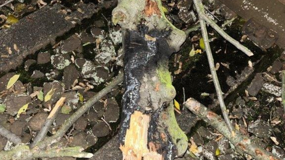 BPOL NRW: RB35 kollidiert mit umgestürztem Baum - Bundespolizei evakuiert Fahrgäste - Foto: presseportal.de