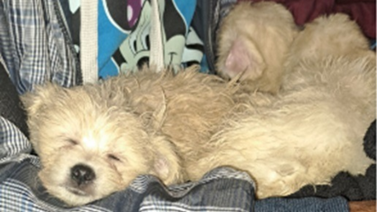 BPOLI BHL: Das Geschäft mit Welpen - Schmuggel unterbunden - Foto: presseportal.de