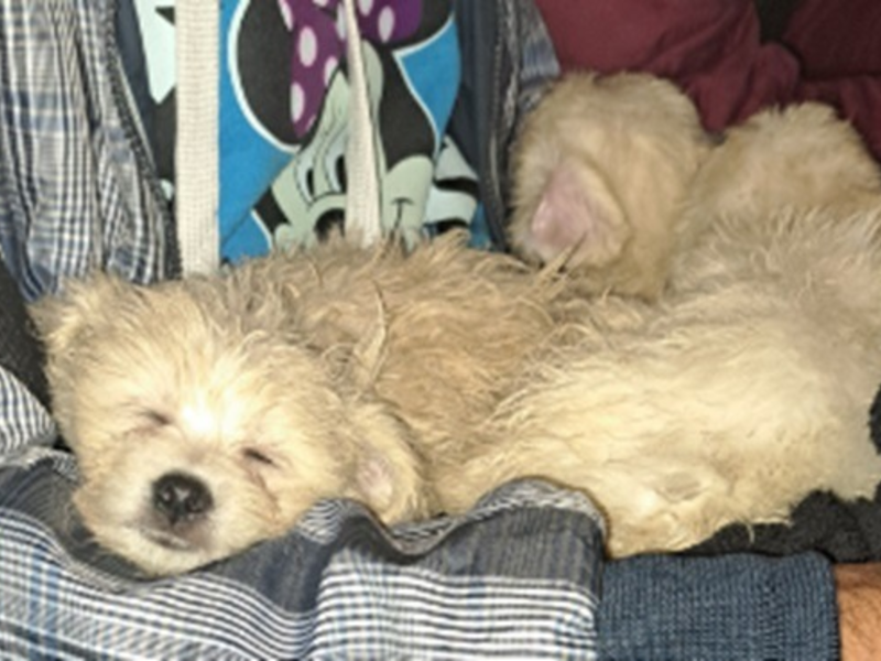 BPOLI BHL: Das Geschäft mit Welpen - Schmuggel unterbunden - Foto: presseportal.de