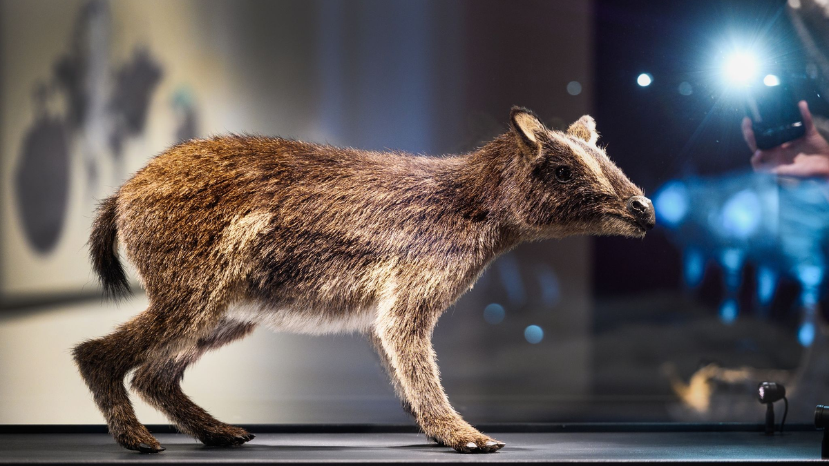 So könnte das Urpferdchen ausgesehen haben. - Foto: Andreas Arnold/dpa