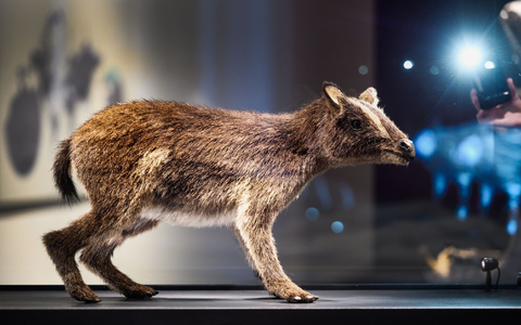 So könnte das Urpferdchen ausgesehen haben. - Foto: Andreas Arnold/dpa
