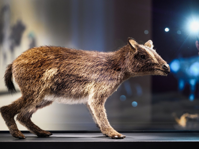 So könnte das Urpferdchen ausgesehen haben. - Foto: Andreas Arnold/dpa