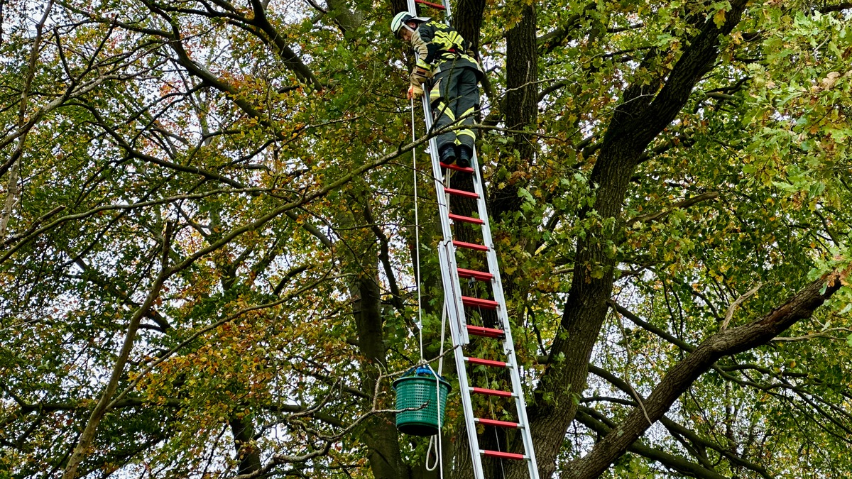FW Hünxe: Katze aus 11 Metern Höhe gerettet - Foto: presseportal.de