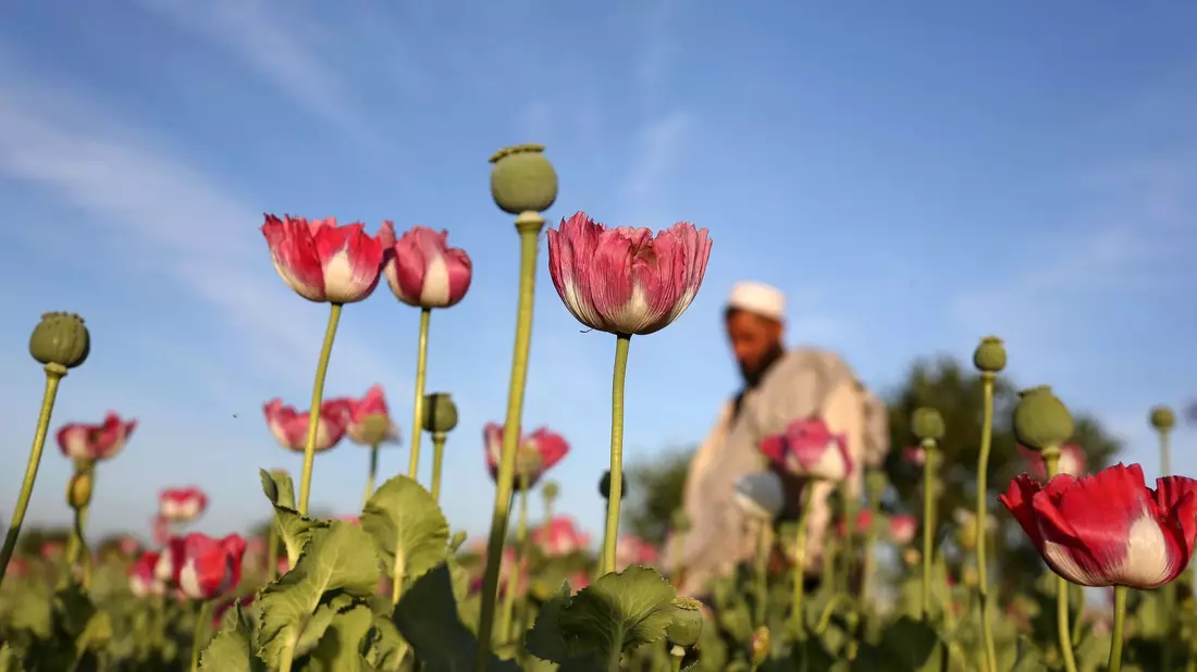 Rohopium wird aus Mohn hergestellt und dient als Basis für die Herstellung von Heroin. - Bild: Rahmat Gul/AP/dpa