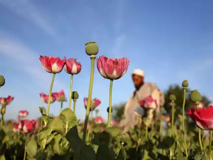 Rohopium wird aus Mohn hergestellt und dient als Basis für die Herstellung von Heroin. - Foto: Rahmat Gul/AP/dpa