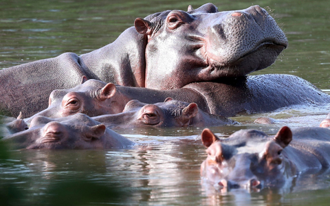 Flusspferde schwimmen in der Lagune im Hacienda Napoles Park - dem ehemaligen Privatanwesen des Drogenbarons Escobar, der vor Jahrzehnten drei weibliche und ein männliches Nilpferd importierte. - Foto: Fernando Vergara/AP