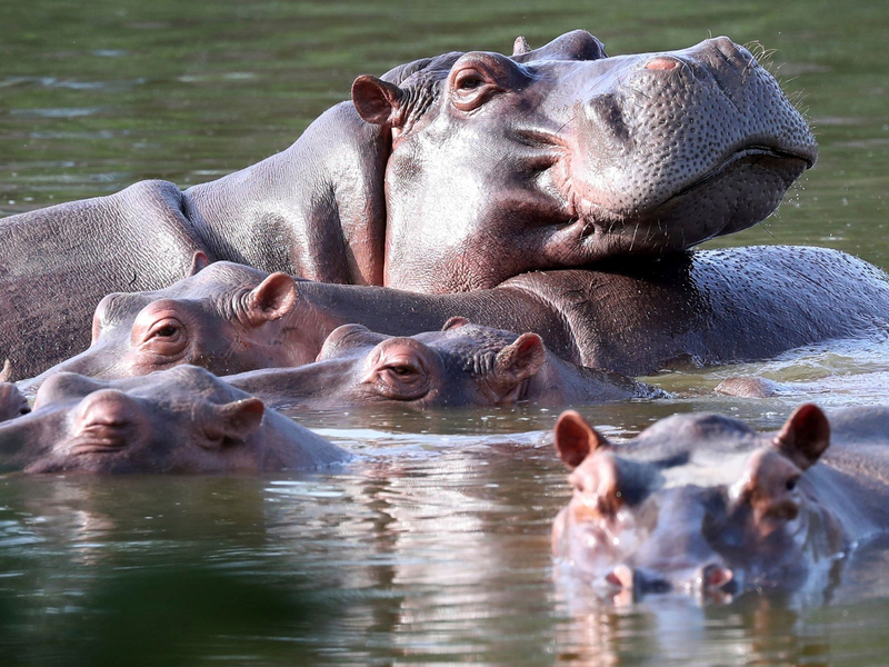 Flusspferde schwimmen in der Lagune im Hacienda Napoles Park - dem ehemaligen Privatanwesen des Drogenbarons Escobar, der vor Jahrzehnten drei weibliche und ein männliches Nilpferd importierte. - Foto: Fernando Vergara/AP