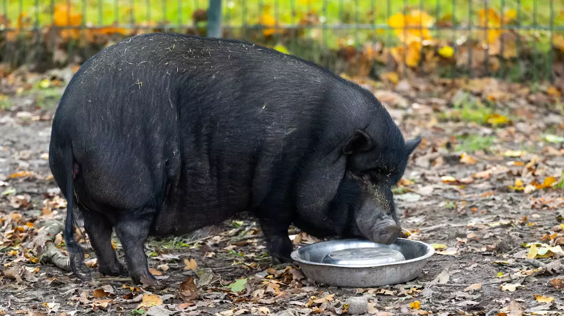 Minischweine werden bei Sabine Bracker auf dem Gnadenhof bei Ebstorf im Landkreis Uelzen häufig abgeben. - Bild: Philipp Schulze/dpa