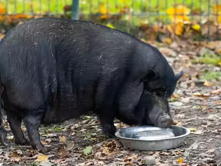 Minischweine werden bei Sabine Bracker auf dem Gnadenhof bei Ebstorf im Landkreis Uelzen häufig abgeben. - Foto: Philipp Schulze/dpa