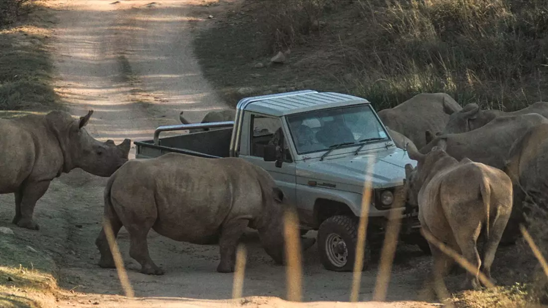 Von Nashörnern umzingelt. - Bild: Eckhard Kuchenbecker/Wild Bunch Germany/dpa