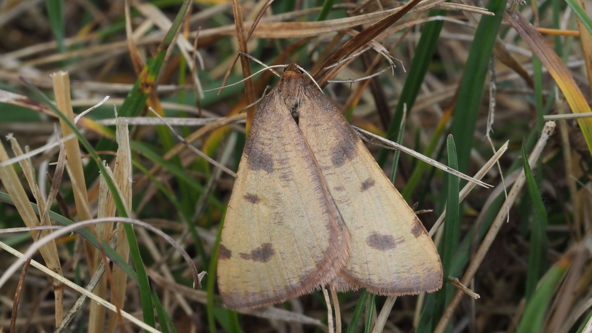 Nach 86 Jahren haben Schmetterlingsforscher eine seltene Schmetterlingsart wiederentdeckt. - Foto: Robert Trusch/Naturkundemuseum Karlsruhe/dpa